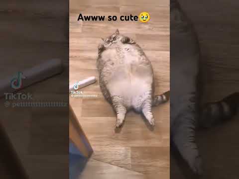 this is so cute cat🥹#cute #cutecat #fatcat  credit to right owner💗✨