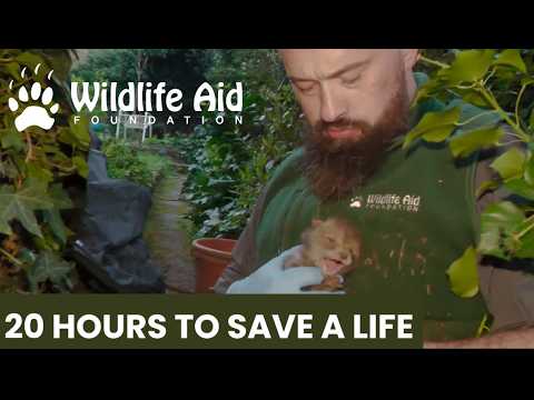 Fox Cub Rescue: How Wildlife Aid Saved Cubs in 24 Hours