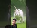 Omg Lion Ligermovie Wildlife Ligertelugumovie Tiger Animals Ligerpromotion Ligerupdates