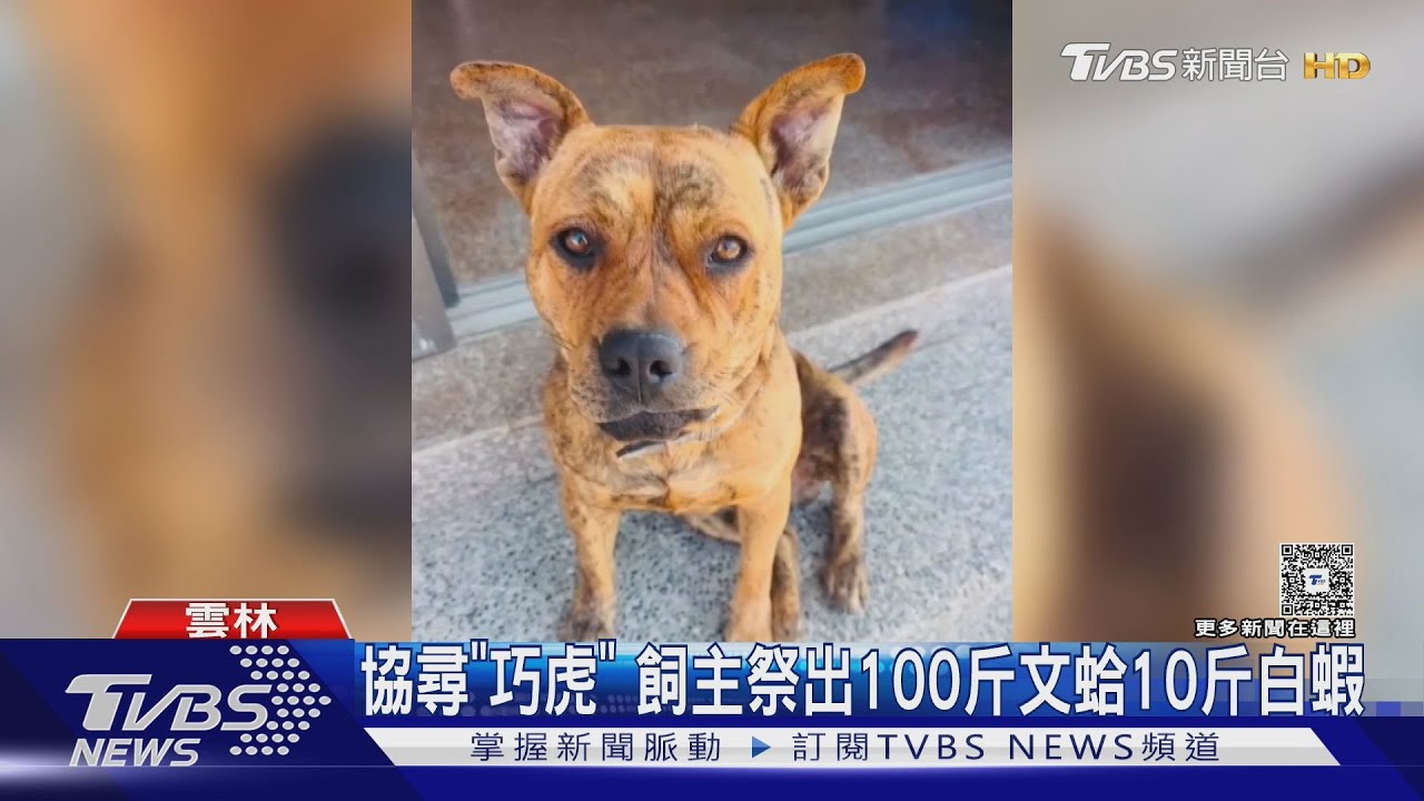 走失汪「巧虎」飼主急瘋！懸賞百斤文蛤+白蝦　市價破1.5萬求協尋