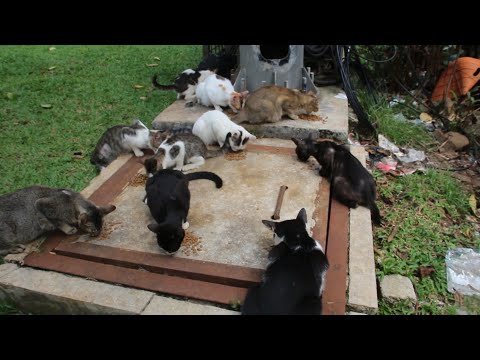 Feeding stray cats colony every day