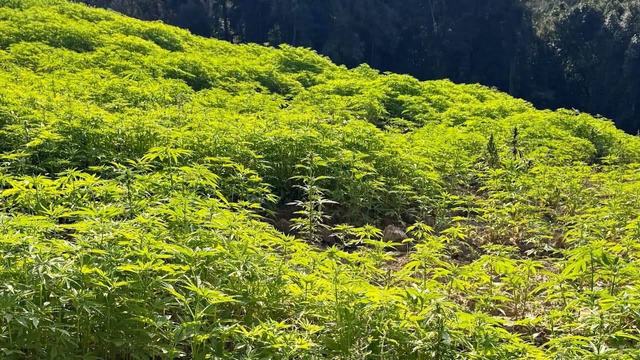 Nota de repúdio. Comunidade indígena se manifesta contra comentário ofensivo em rede social