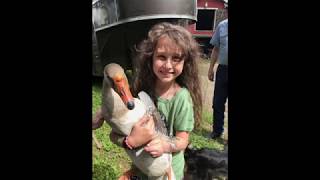Non-Cow Animals on the Farm!