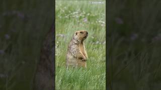 Download lagu Austria #travel #explore #austria #wildlife #tours #animals #adventure #trending #digidi #shorts mp3