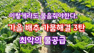 가을배추 가뭄 해결 방법 3탄 13mm호스로 스프링쿨러 가동  [배추재배방법]