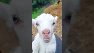 Download lagu #memna mp3