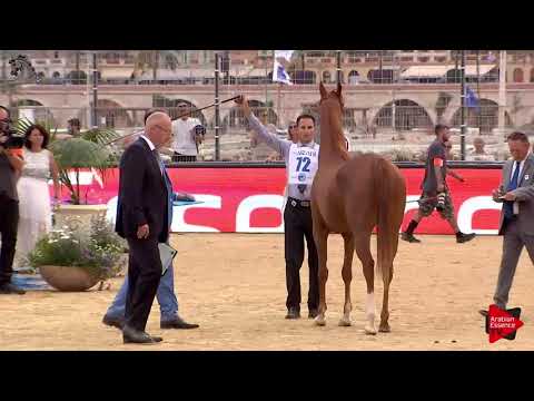 N.72 BASMA AL JENAN - Menton 2018 - 4-6 Years Old Mares (Class 4)