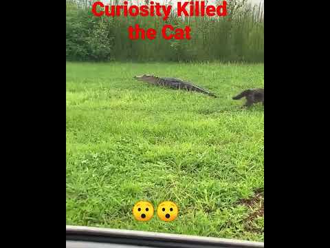 How Curiosity Killed the Cat, Cat vs Alligator ????????