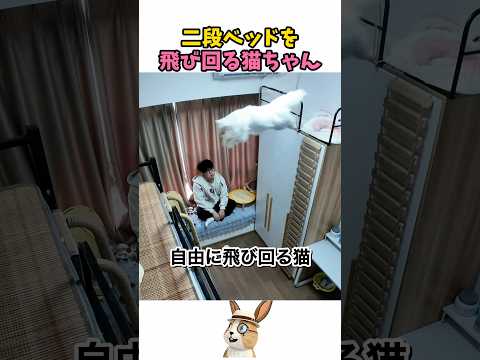 二段ベッドを飛び回る猫ちゃん