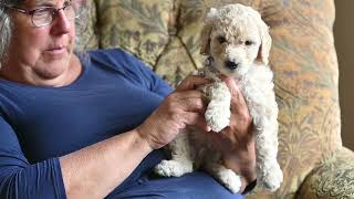 Video preview image #1 Goldendoodle Puppy For Sale in DES PLAINES, IL, USA
