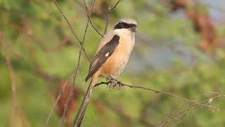 Download lagu Burung Cekakak Ekor Panjang | Burung Cantik | Canon 80d | Sigma 150-600mm | Triratnesh mp3