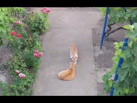 Neighbors Cats Visiting My Cat