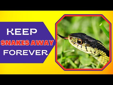 What Can You Put In Your Yard To Keep Snakes Away? Simple Solutions