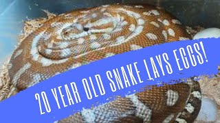 20 YEAR OLD SNAKE LAYS EGGS - CrittaCam