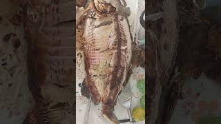 tambaqui assado #shorts