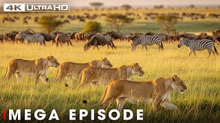 Download lagu Ultimate Predators: When Lion Attack | MEGA EPISODE | Nature Animal Documentary mp3