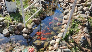 First Pond Video 2025 - Happy Fish!