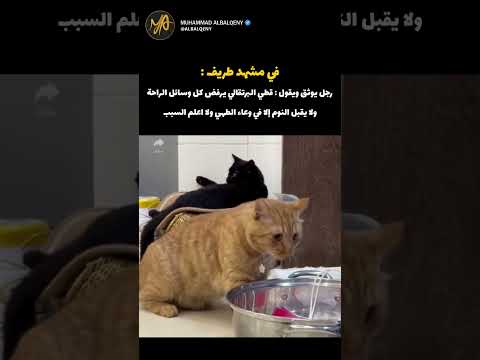 شاهد قطي البرتقالي ينام في أغرب مكان في البيت😻 #قطط #ضحك #كوميديات