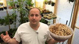 HOW TO GROW LIVE SPHAGNUM MOSS MY CARE TIP FOR SPHAGNUM MOSS CULTURE