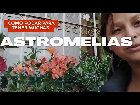 , title : 'ASTROMELIAS CÓMO PODARLAS PARA SIEMPRE TENER MUCHAS FLORES'