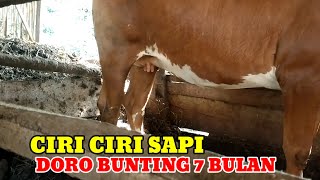 Download lagu CIRI CIRI SAPI DORO BUNTING 7 BULAN# mp3