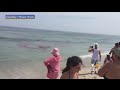 Shark Attacks Seal Near Surfers Off Cape Cod