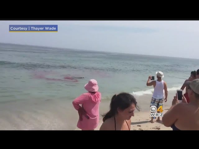 Shark Attacks Seal Near Surfers Off Cape Cod