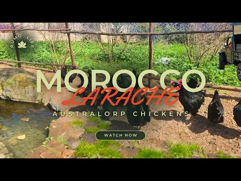 , title : 'The climate of Morocco for breeding animals. Australorp chickens — on a farm in Larache.'