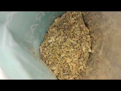 DOADIE REVIEW #2: Space Weed