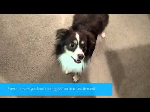 Charlie — No longer barking