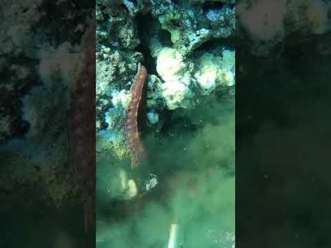 WE HAD TO SHOOT THIS TAKO