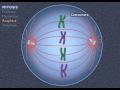 Animation How The Cell Cycle Works