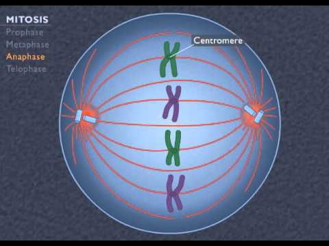 Animation How the Cell Cycle Works ( Video ) | Biology | CK-12 Foundation