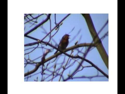 Rotkehlchen mit Gesang