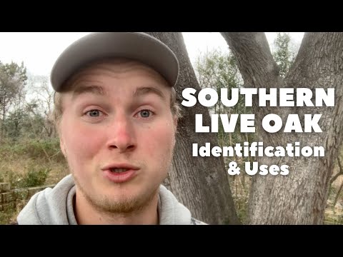 Southern Live Oak - Identification and Uses