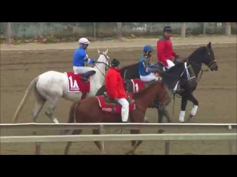 Watch the Grade 3 Comely Stakes from Aqueduct