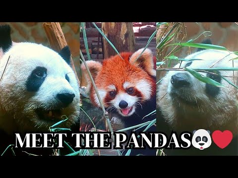 Chengdu Panda Base Tour 🐼 | World’s Top Panda Breeding Center 🇨🇳