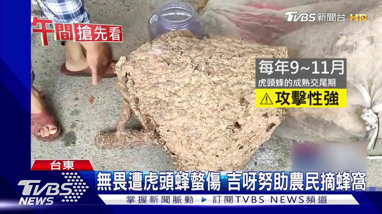 今年來最大！　達人摘除「60kg」虎頭蜂窩