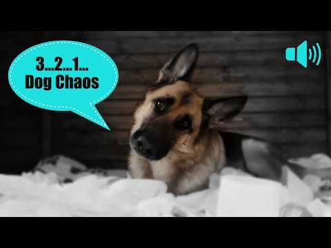 😅 Play This Sound Near Your Dog 🐶(They React Instantly!)
