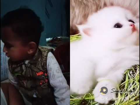 jahanzaib react to cat 😸😸😸😸 2