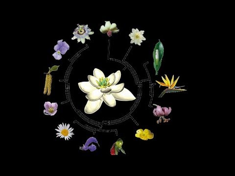 Scientists reveal the first flower that existed on Earth 140 million years ago.