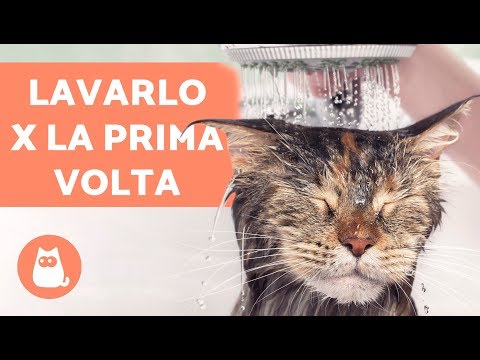 Ricerca di carne su helminths Crauti e parassiti