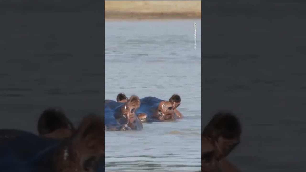 Hippos seek refuge from the heat by living in water during the day and coming ashore at night.