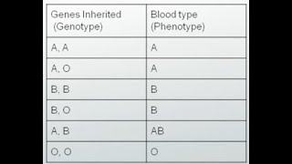 Understanding Phenotype, Genotype, Blood Typing: Using Punnett Squares to Predict Hereditary Traits