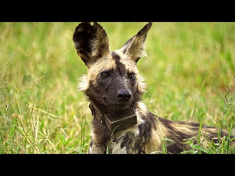Animals In Danger! | Wildlife ACT | Ep 2