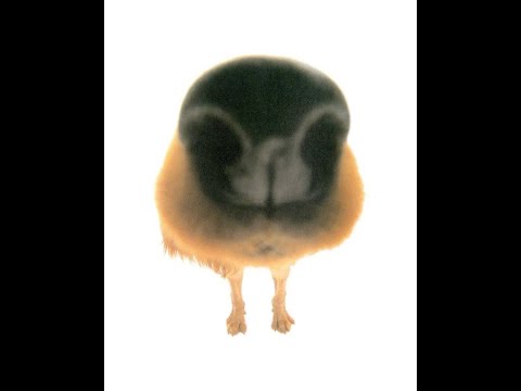 {free} steve lacy funky type beat | "sneeze"