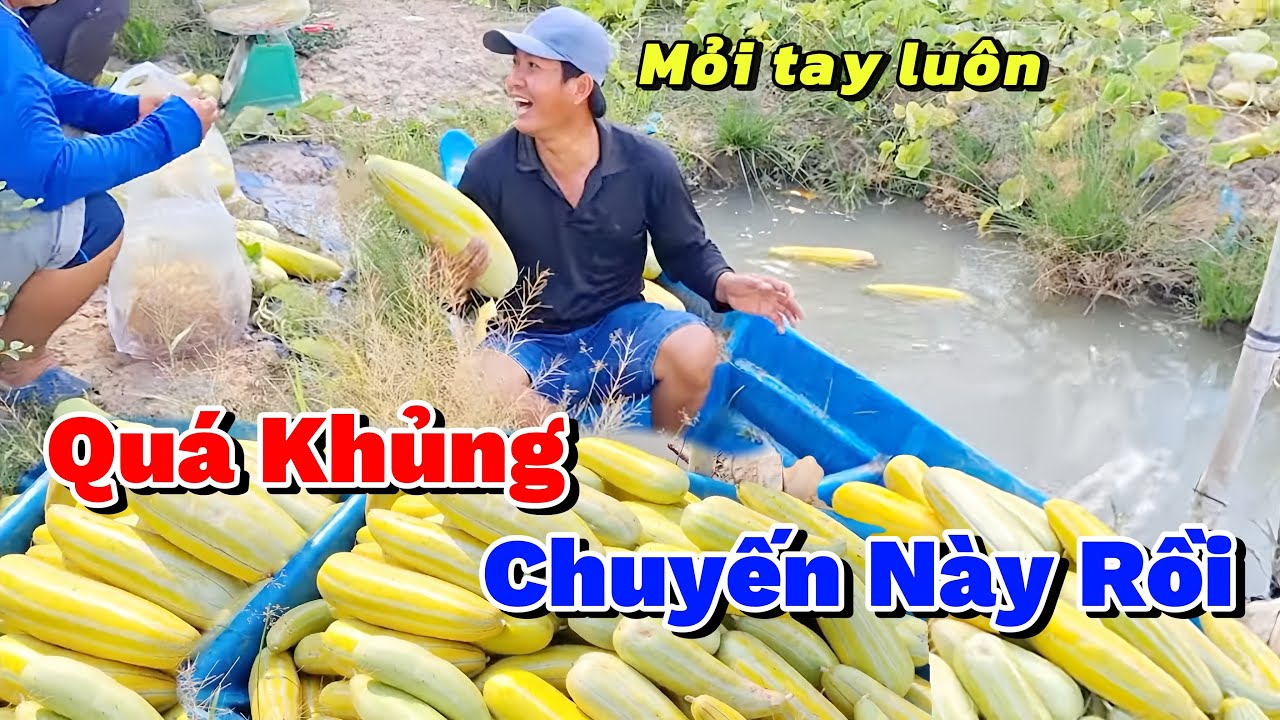 Thu Hoạch Dưa Gan Ai Nấy Cũng Bất Ngờ Khi Thấy Chất Lượng Kèm Số Lượng Quá Khủng Thu Hoạch Mỏi Tay 