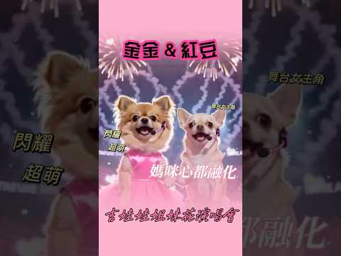金金＆紅豆～吉娃娃姐妹花會。桃花劫
