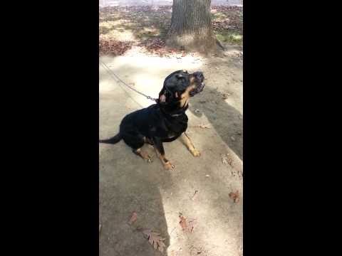 729// Tug // 8 (ADOPTED), an adopted Coonhound & Rottweiler Mix in Youngstown, OH_image-1