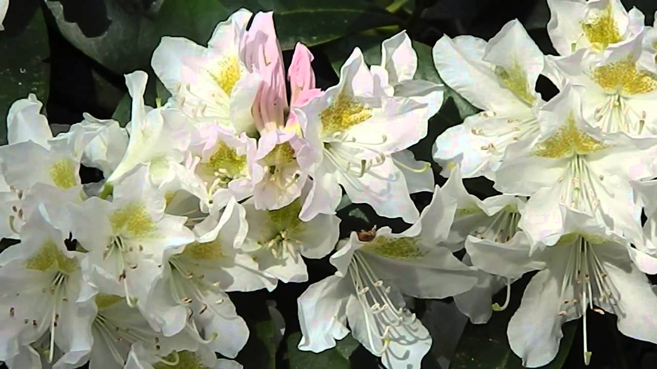 Rhododendron Cunningham's White